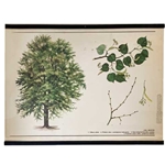 Czech Botanical Chart