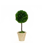 Preserved Boxwood Topiary