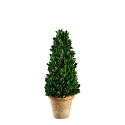 Preserved Boxwood Cone