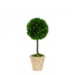 Preserved Boxwood Topiary