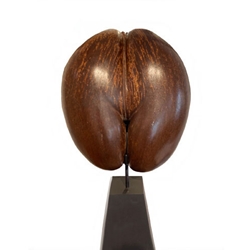 Coco de Mer on stand